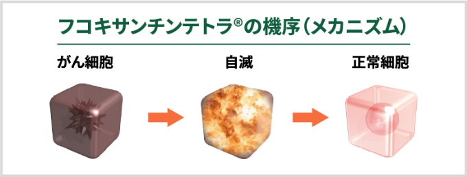 フコキサンチンテトラ®の機序（メカニズム）