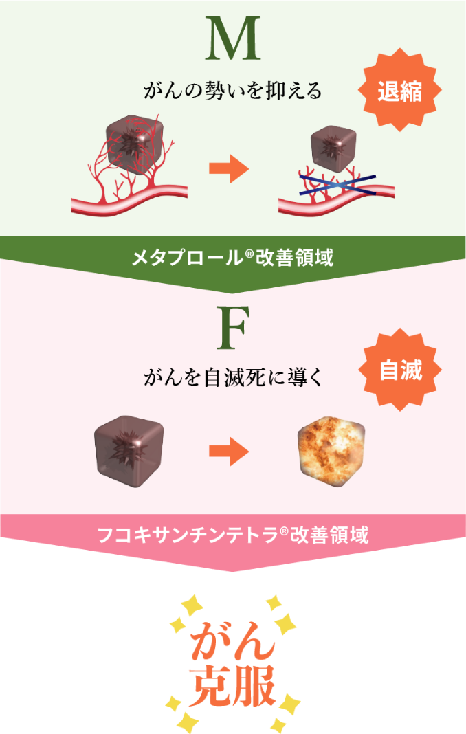 フコキサンチンテトラ®の機序（メカニズム）